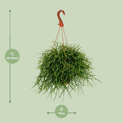 Rhipsalis Pulchra Hangplant - ↕45cm - Ø17 - Sierplantenshop