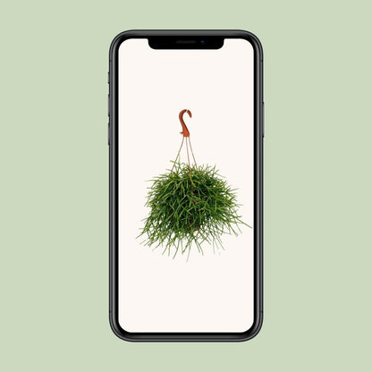 Rhipsalis Pulchra Hangplant - ↕45cm - Ø17 - Sierplantenshop