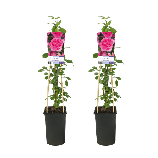 Rosa Pink Climber - 2 stuks - Ø17cm - ↕75cm - Sierplantenshop