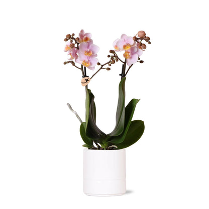 Roze Phalaenopsis Orchidee Andorra in Glanzende Pastel Pot - ↕35cm - Ø9 - Sierplantenshop