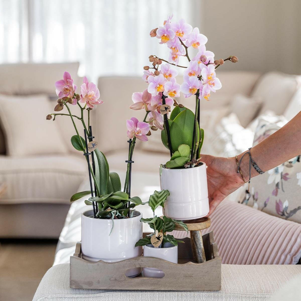 Roze Phalaenopsis Orchidee Andorra in Glanzende Pastel Pot - ↕35cm - Ø9 - Sierplantenshop