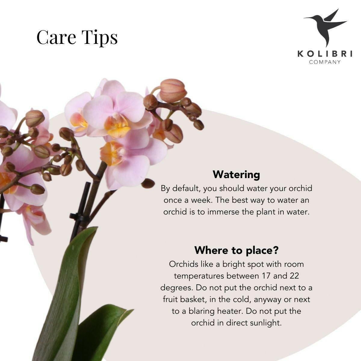 Roze Phalaenopsis Orchidee Andorra in Glanzende Pastel Pot - ↕35cm - Ø9 - Sierplantenshop