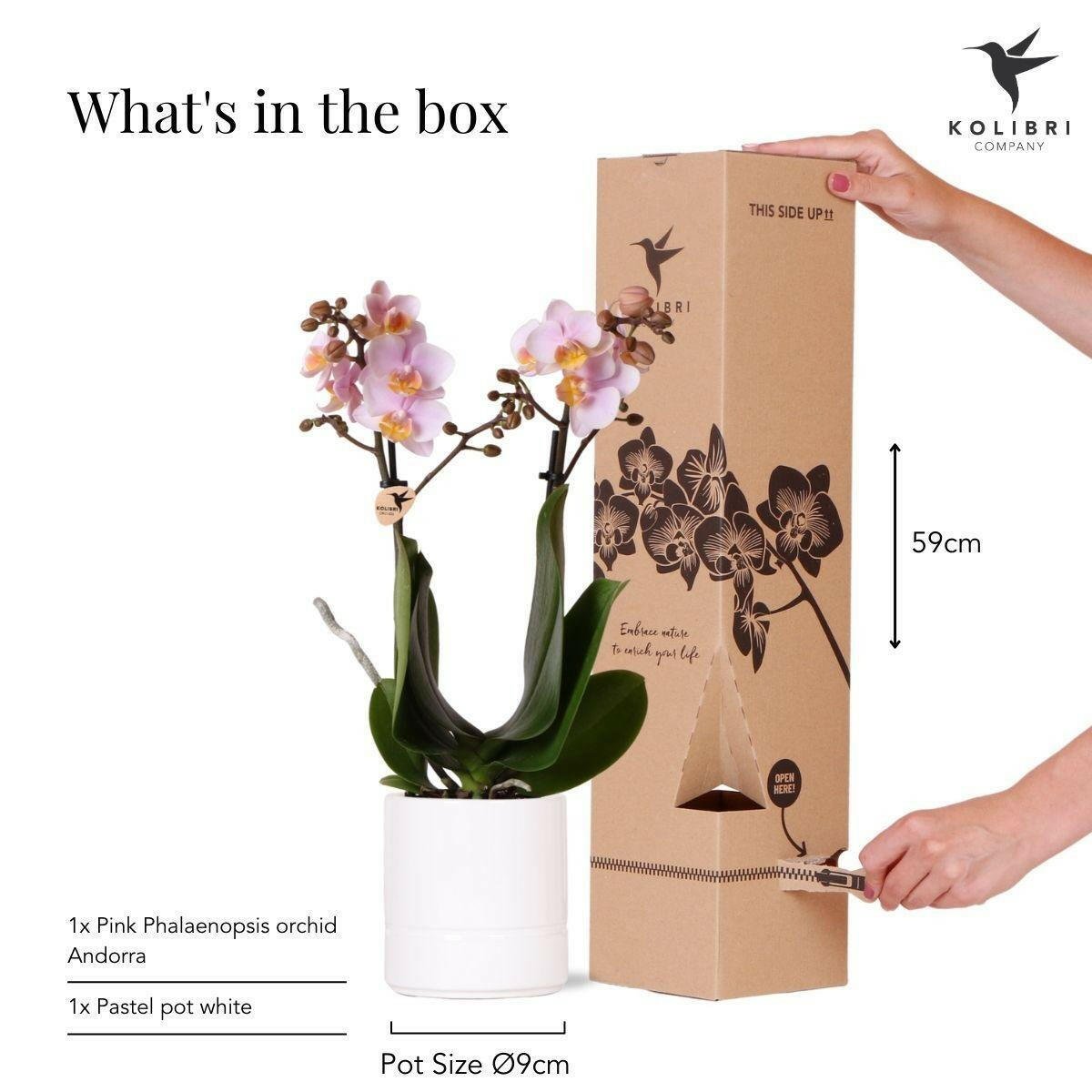 Roze Phalaenopsis Orchidee Andorra in Glanzende Pastel Pot - ↕35cm - Ø9 - Sierplantenshop