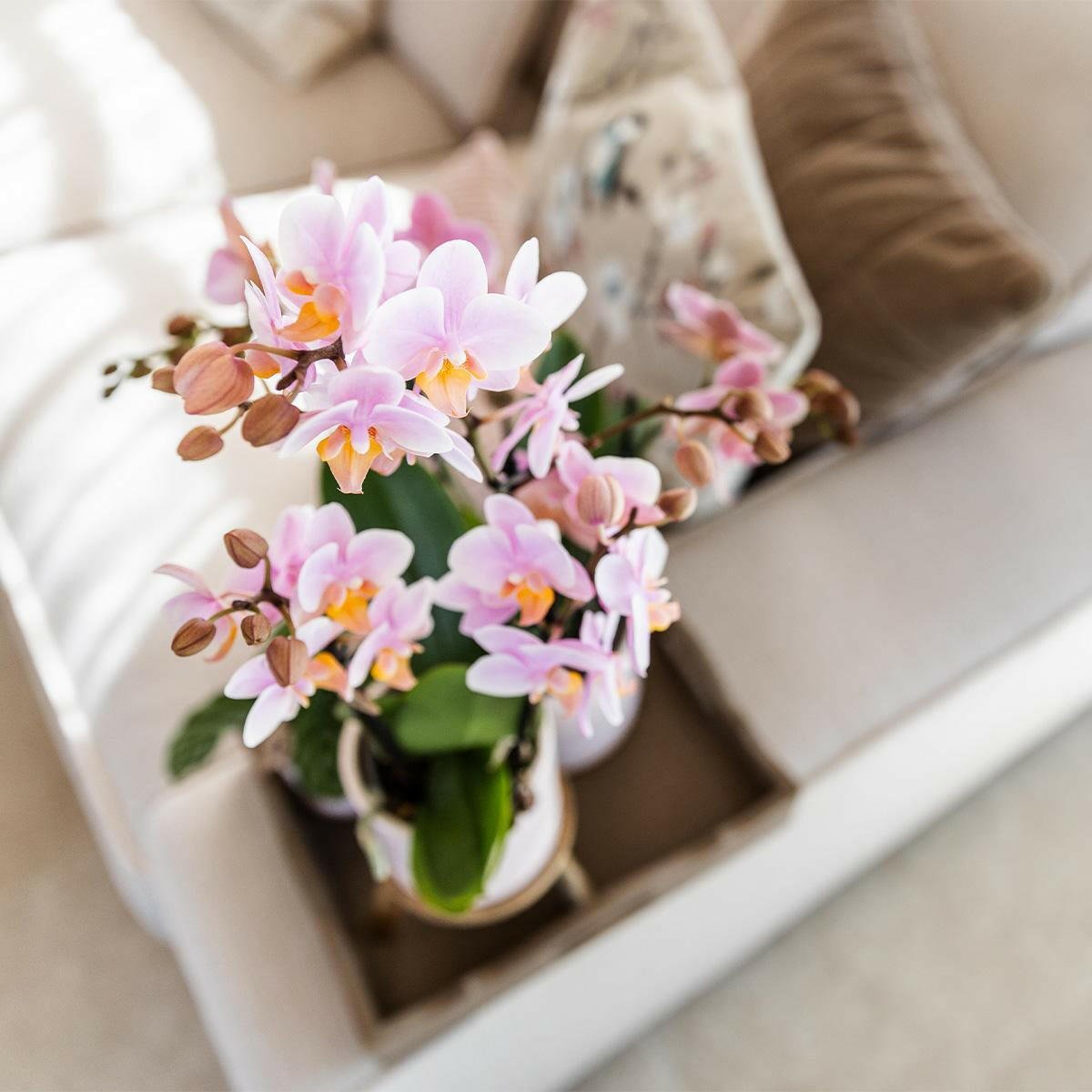 Roze Phalaenopsis Orchidee Andorra in Glanzende Pastel Pot - ↕35cm - Ø9 - Sierplantenshop