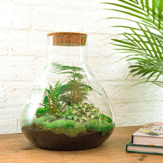 Sam XL DIY Terrarium - Natuurlijke Decoratie voor Binnen - ↕35cm - Ø10 - Sierplantenshop