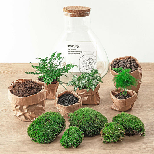 Sam XL DIY Terrarium - Natuurlijke Decoratie voor Binnen - ↕35cm - Ø10 - Sierplantenshop