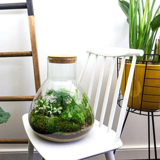 Sam XL DIY Terrarium - Natuurlijke Decoratie voor Binnen - ↕35cm - Ø10 - Sierplantenshop