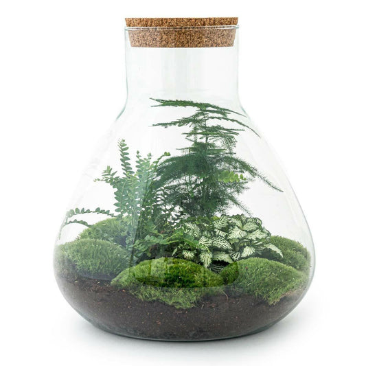 Sam XL DIY Terrarium - Natuurlijke Decoratie voor Binnen - ↕35cm - Ø10 - Sierplantenshop