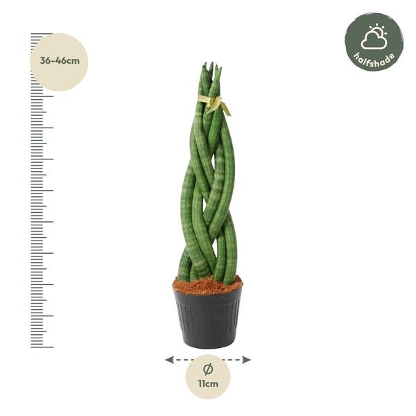 Sansevieria cylindrica 'Twist' - 40 cm - ø10,5 - Sierplantenshop