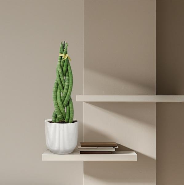 Sansevieria cylindrica 'Twist' - 40 cm - ø10,5 - Sierplantenshop