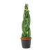 Sansevieria cylindrica 'Twist' - 40 cm - ø10,5 - Sierplantenshop