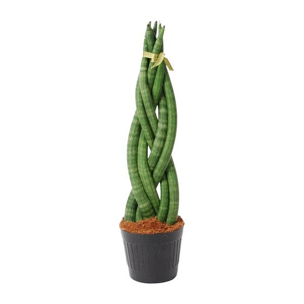 Sansevieria cylindrica 'Twist' - 40 cm - ø10,5 - Sierplantenshop