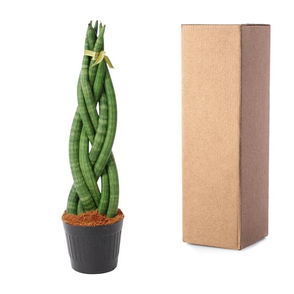 Sansevieria cylindrica 'Twist' - 40 cm - ø10,5 - Sierplantenshop