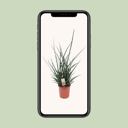 Sansevieria Fernwood Punk - ↕65cm - Ø17 - Sierplantenshop