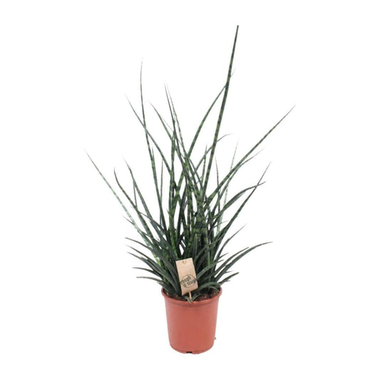 Sansevieria Fernwood Punk - ↕65cm - Ø17 - Sierplantenshop