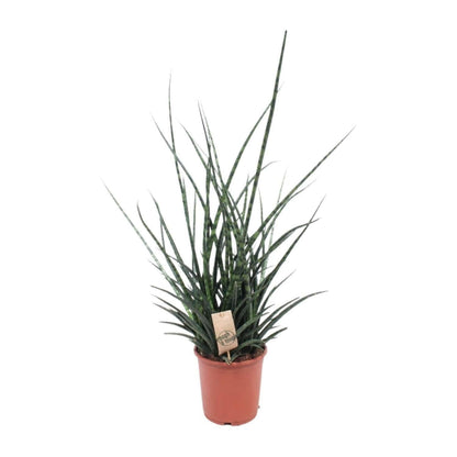 Sansevieria Fernwood Punk - ↕65cm - Ø17 - Sierplantenshop