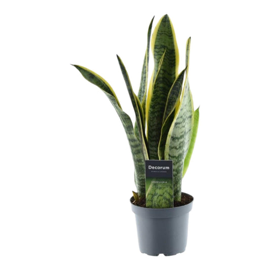 Sansevieria Laurentii - ↕45cm - Ø12 - Sierplantenshop