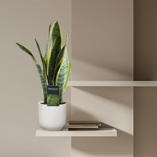 Sansevieria Laurentii - ↕45cm - Ø12 - Sierplantenshop