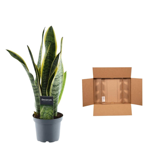 Sansevieria Laurentii - ↕45cm - Ø12 - Sierplantenshop