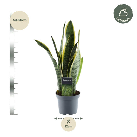 Sansevieria Laurentii - ↕45cm - Ø12 - Sierplantenshop