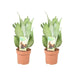 Sansevieria Moonshine - Set van 2 - ↕45cm - Ø14 - Sierplantenshop