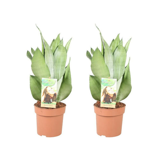 Sansevieria Moonshine - Set van 2 - ↕45cm - Ø14 - Sierplantenshop