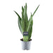 Sansevieria Spearmint - 45 cm - ø12 - Sierplantenshop