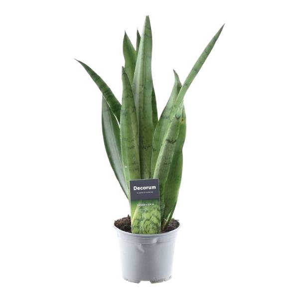 Sansevieria Spearmint - 45 cm - ø12 - Sierplantenshop