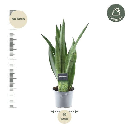 Sansevieria Spearmint - 45 cm - ø12 - Sierplantenshop