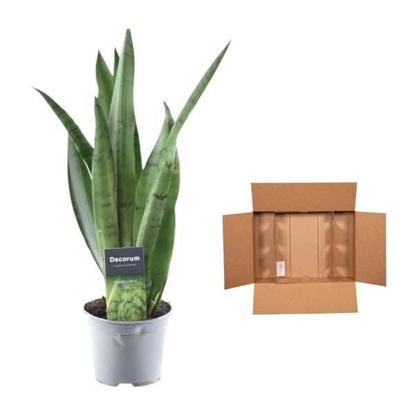 Sansevieria Spearmint - 45 cm - ø12 - Sierplantenshop