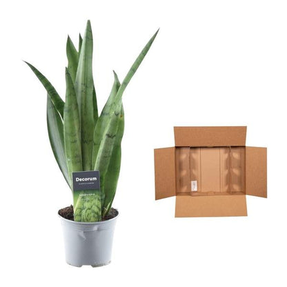 Sansevieria Spearmint - 45 cm - ø12 - Sierplantenshop