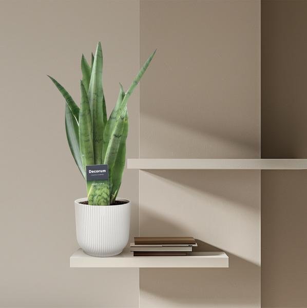 Sansevieria Spearmint - 45 cm - ø12 - Sierplantenshop