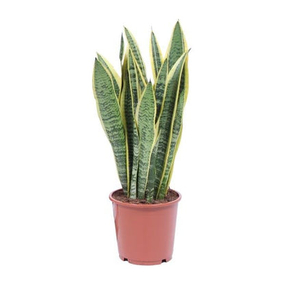 Sansevieria Trifasciata Laurentii - Ø14cm - ↕40cm - Sierplantenshop