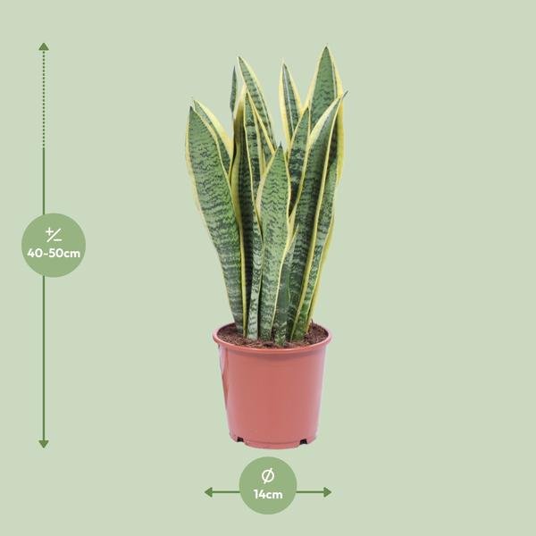 Sansevieria Trifasciata Laurentii - Ø14cm - ↕40cm - Sierplantenshop