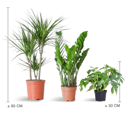 Schaduw Plantenbox - medium - zonder sierpot - ↕55cm - Ø14 - Sierplantenshop