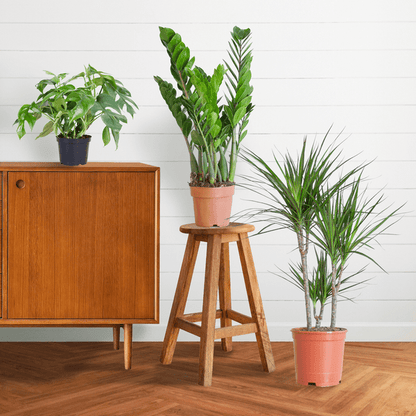 Schaduw Plantenbox - medium - zonder sierpot - ↕55cm - Ø14 - Sierplantenshop