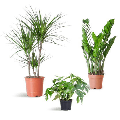 Schaduw Plantenbox - medium - zonder sierpot - ↕55cm - Ø14 - Sierplantenshop