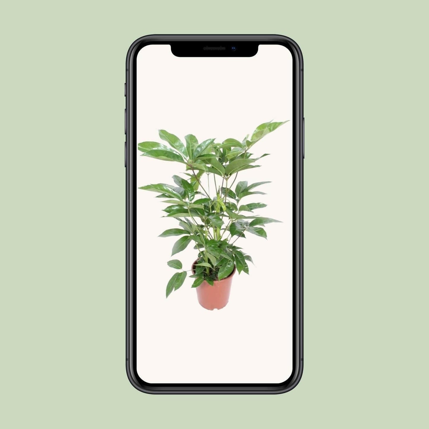 Schefflera Actinophylla Amate ↕100cm - Ø24 - Sierplantenshop