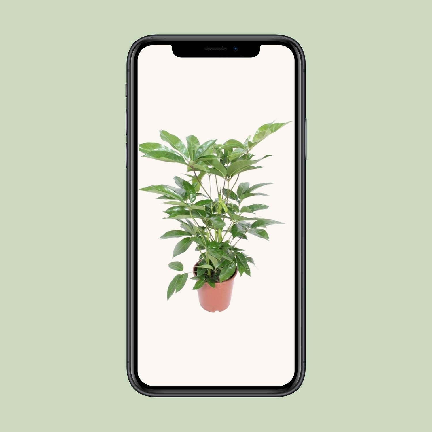 Schefflera Actinophylla Amate ↕100cm - Ø24 - Sierplantenshop