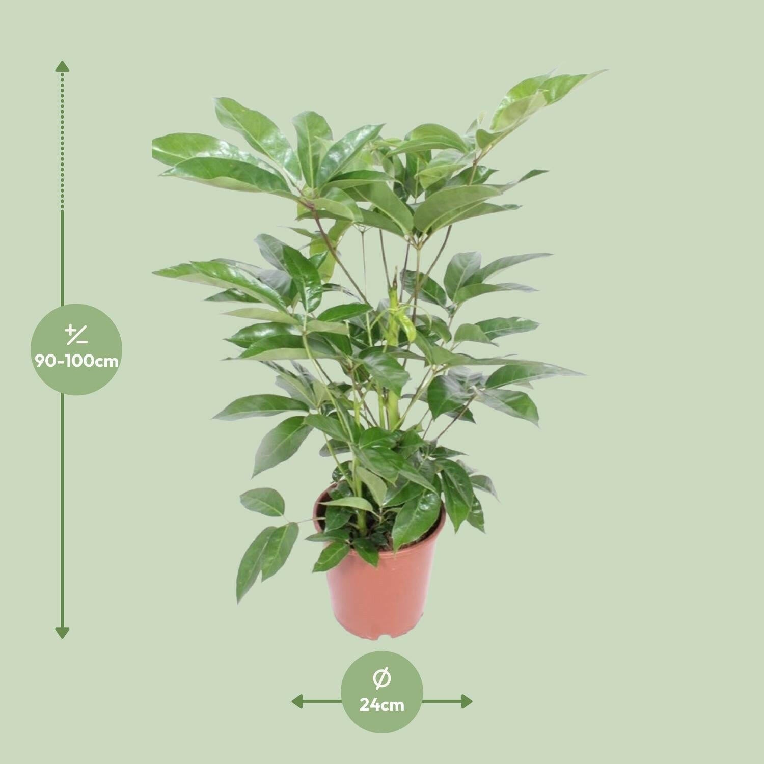 Schefflera Actinophylla Amate ↕100cm - Ø24 - Sierplantenshop