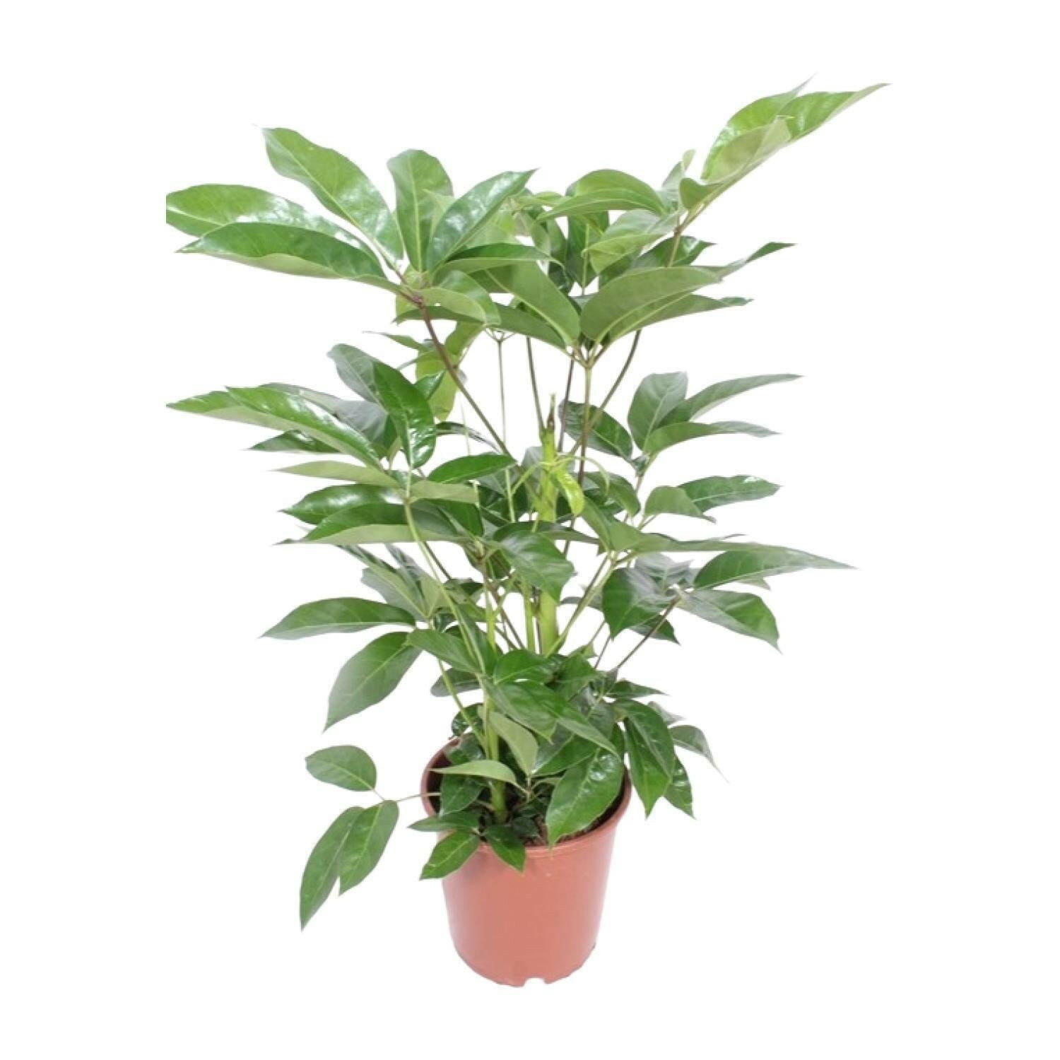Schefflera Actinophylla Amate ↕100cm - Ø24 - Sierplantenshop