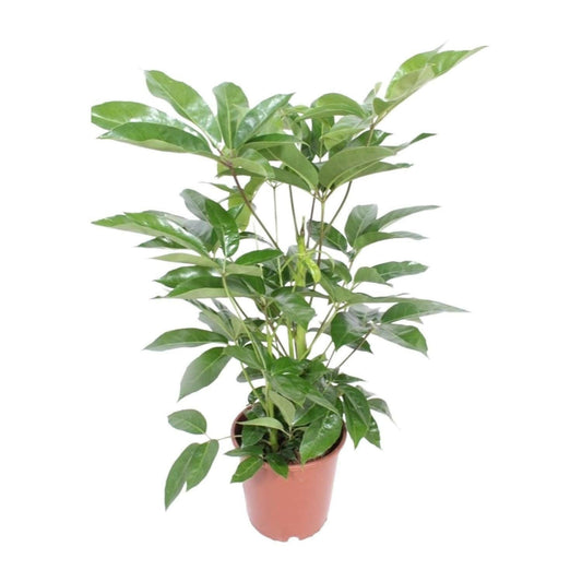 Schefflera Actinophylla Amate ↕100cm - Ø24 - Sierplantenshop