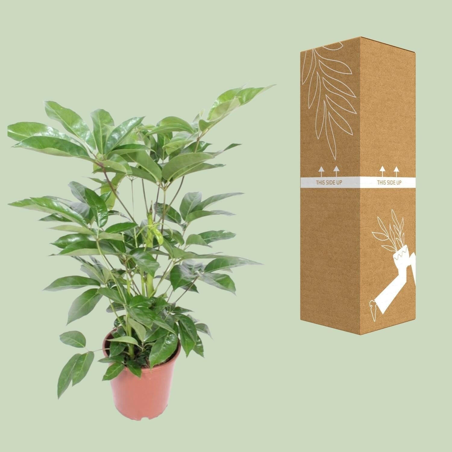Schefflera Actinophylla Amate ↕100cm - Ø24 - Sierplantenshop