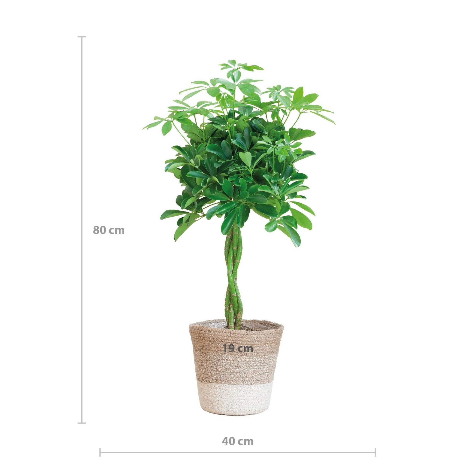 Schefflera Arab Nora in Elegante Witte Lissabon Mand - ↕80cm - Ø19 - Sierplantenshop