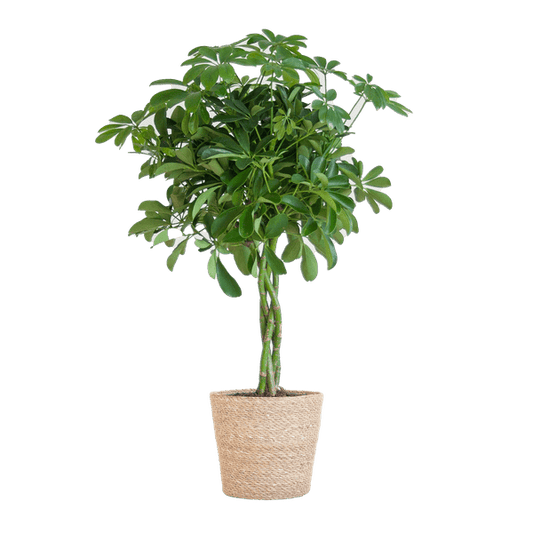 Schefflera Arab Nora met Mand Sofia naturel - ↕70cm - Ø21 - Sierplantenshop