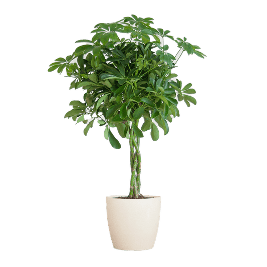 Schefflera Arab Nora met Viber wit - ↕70cm - Ø21 - Sierplantenshop