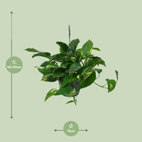 Scindapsus Epipremnum - ↕45cm - Ø14 - Sierplantenshop