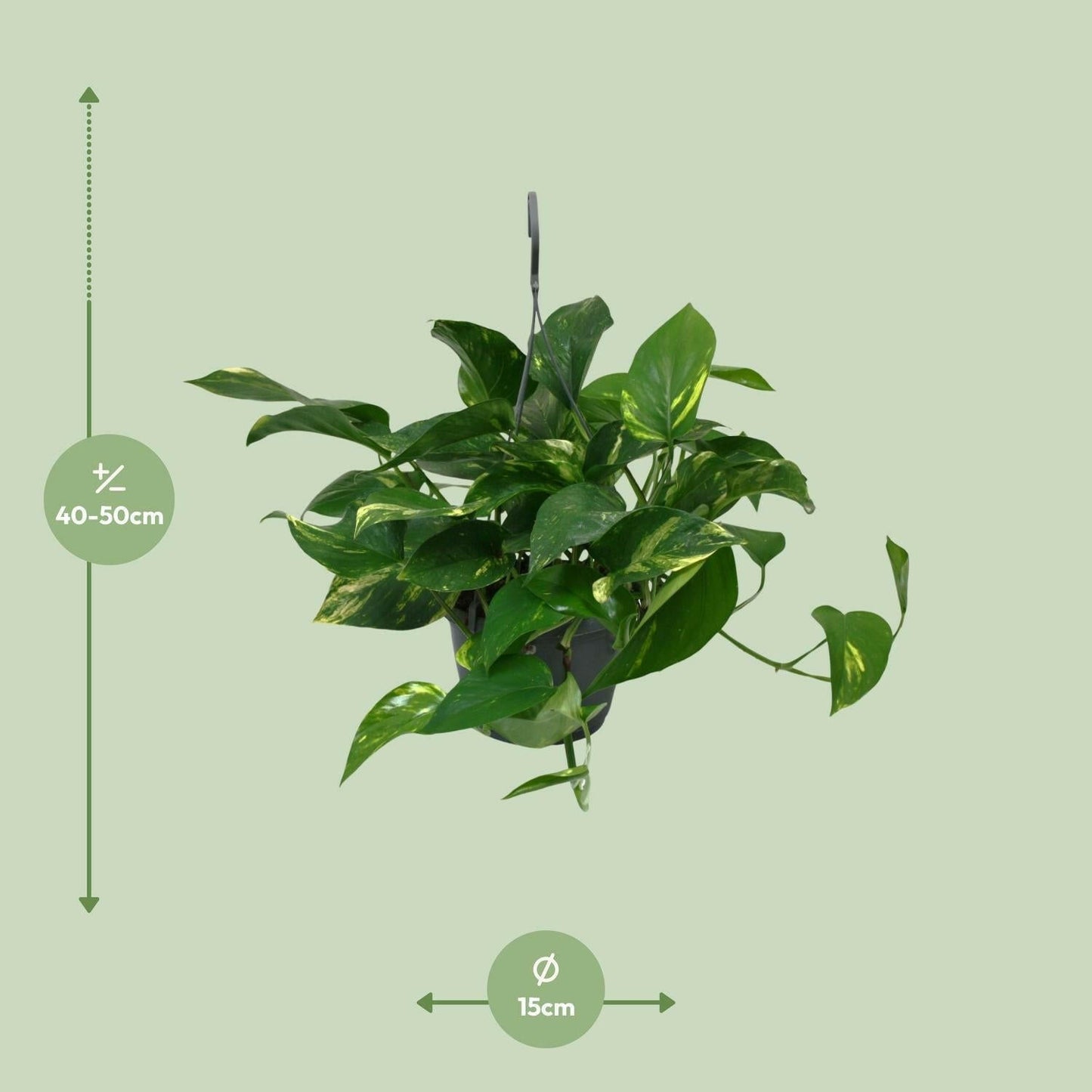 Scindapsus Epipremnum - ↕45cm - Ø14 - Sierplantenshop