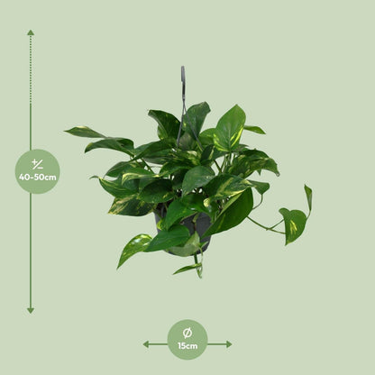 Scindapsus Epipremnum - ↕45cm - Ø14 - Sierplantenshop