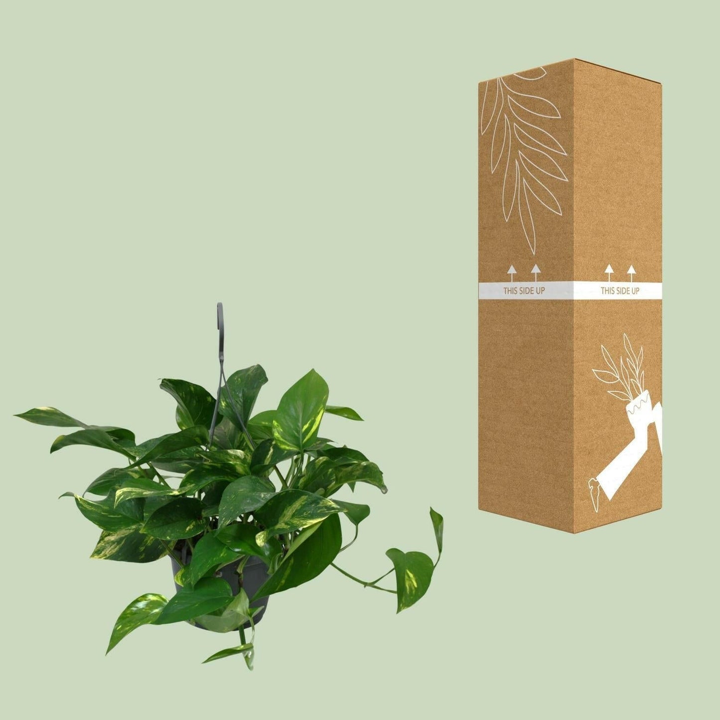 Scindapsus Epipremnum - ↕45cm - Ø14 - Sierplantenshop